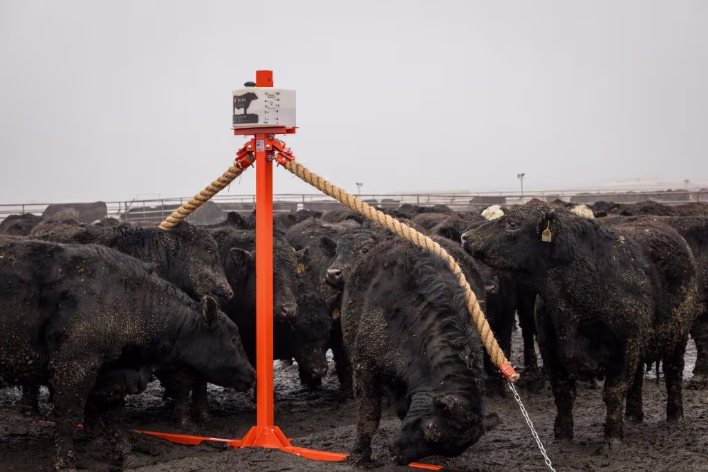 Prairie Phoenix cattle oiler installed in a pasture with cattle