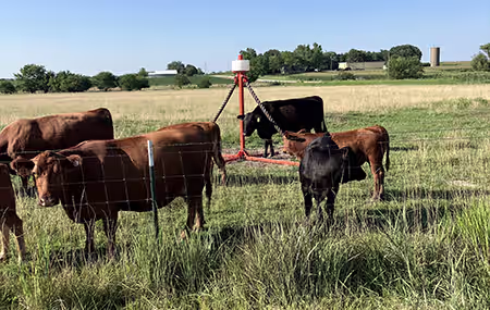 A cow gets ready to rid itself of flies and other pests using the Prairie Phoenix oiler
